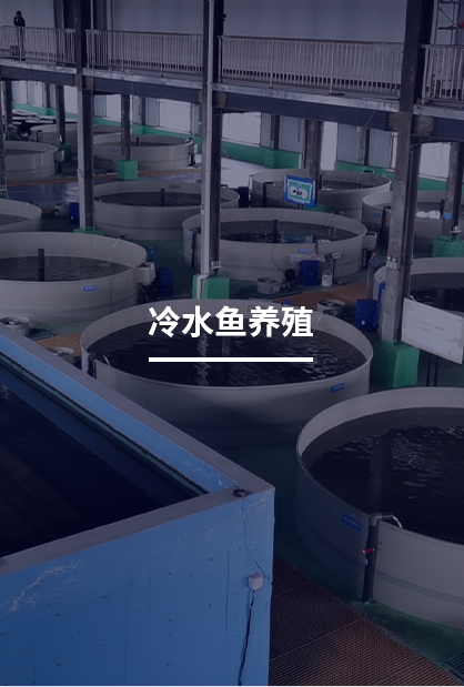 冷水鱼养殖--循环水高密度养殖